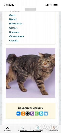 Кот курильский бобтейл