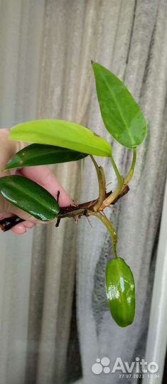 Растения по 100