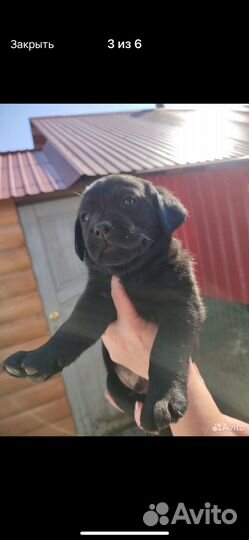 Щенок лабрадора