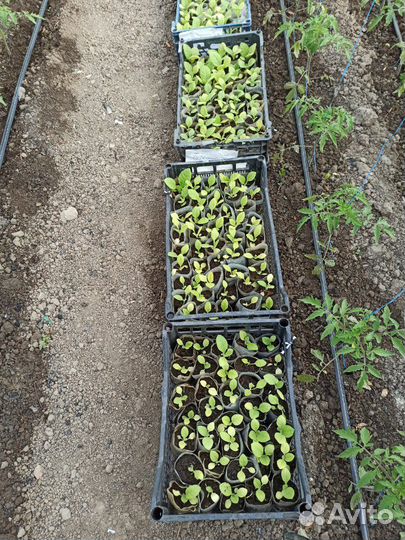 Рассада 9сортов таб