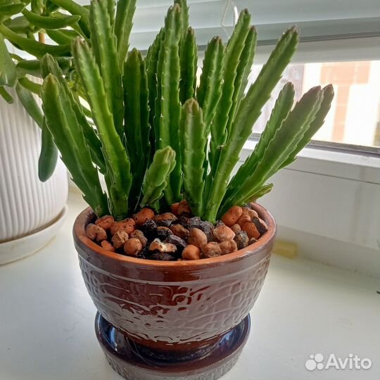 Кактусы и суккуленты