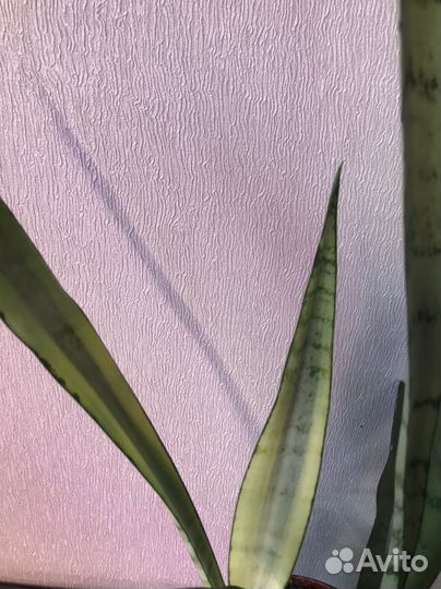 Сансевиерия Леди Голд