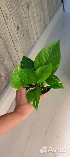 Эпипремнум золотистый