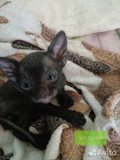 Канадский сфинкс котенок