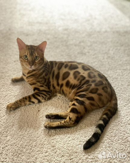 Бенгальский кот. Вязка