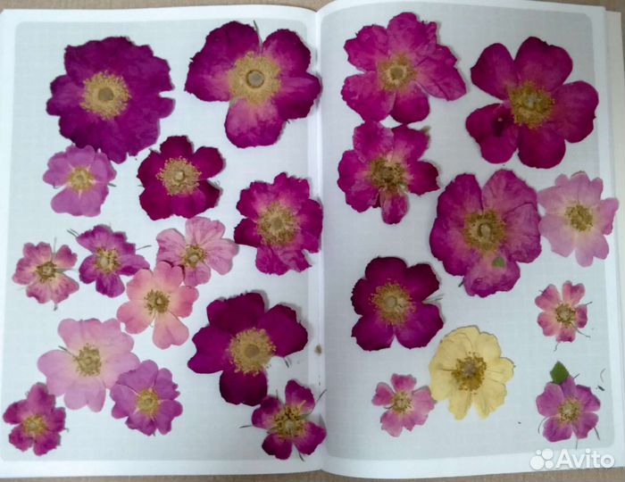 Сухоцветы, гербарий, засушенные цветы