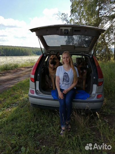 Кинолог, зоопсихолог. Дрессировка. В зале. Выезд