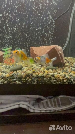 Аквариум с рыбками