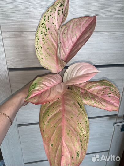 Аглаонема бидадари, престиж, дарк стар