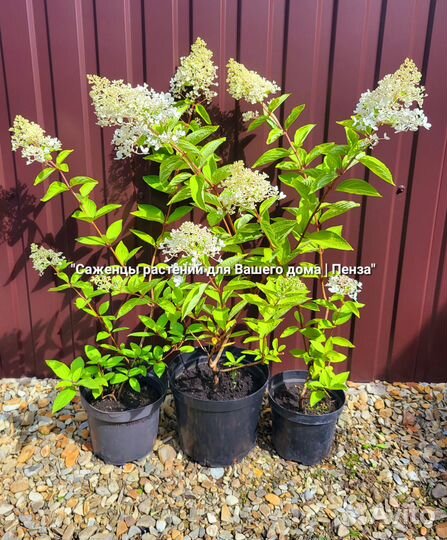 Саженцы кустарники хвойники плодовые комнатные