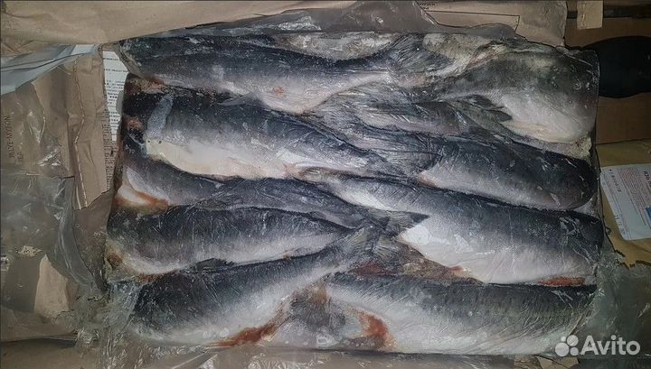 Горбуша тушка 20 кг пбг нэвис арго