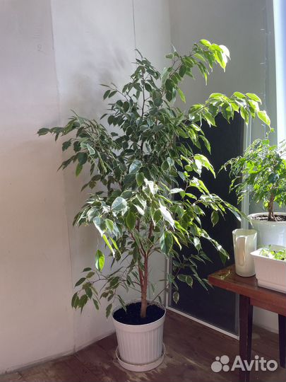Фикус бенджамина