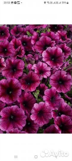 Петуния из профессионал. семян, черенки тайдала