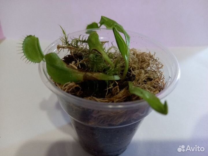 Венерина мухоловка