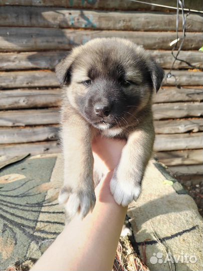 Щенки 1.5 месяца