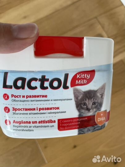 Корм для котят lactok