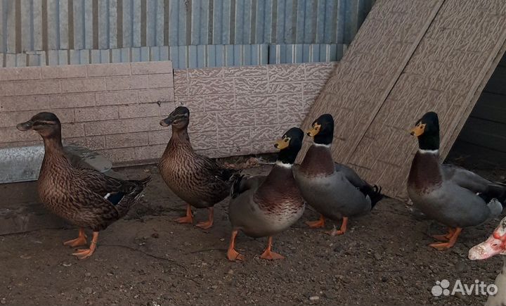 Утки подсадные для охоты и мускусная утка