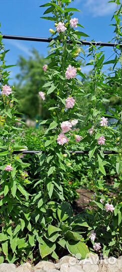 Калистегия махровая