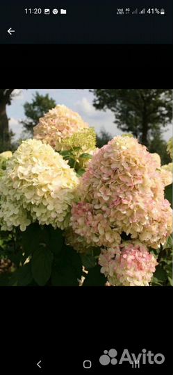 Гортензия метел.Полар Бир(Полярный медведь) и др