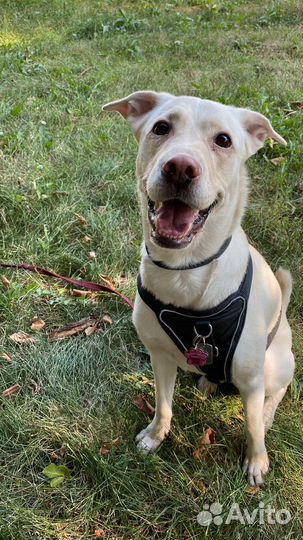 Метис лабрадора