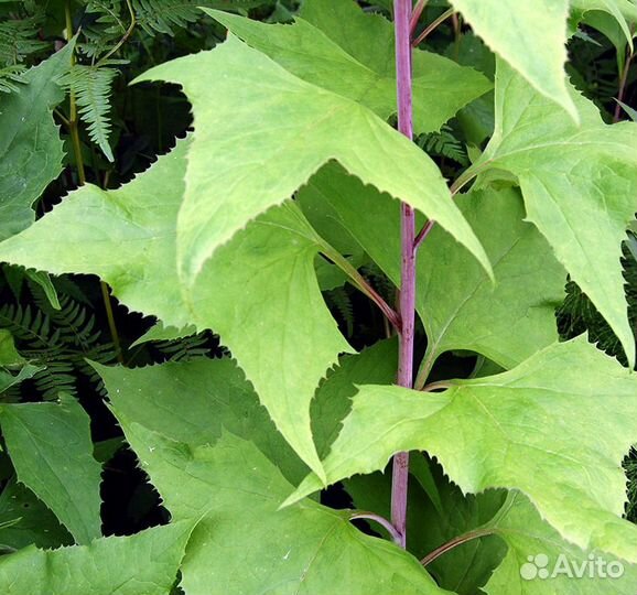 Какалия копьевидная