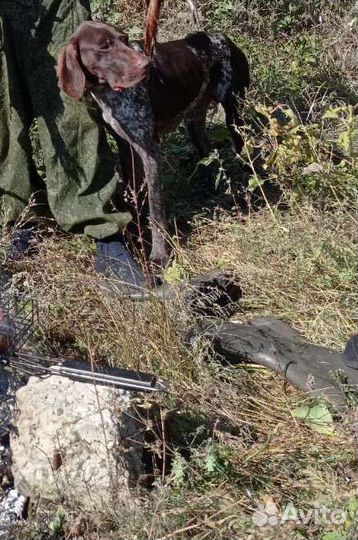 Щенки Курцхаар