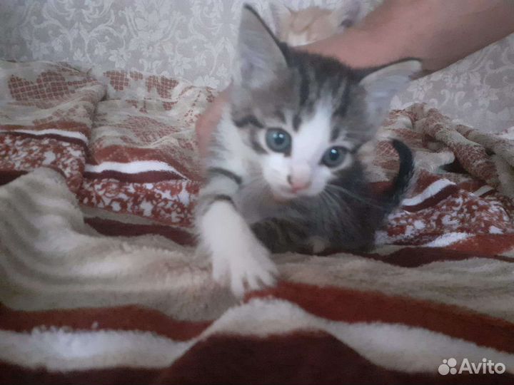 Кошка в дар бесплатно