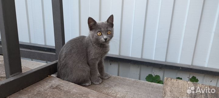 Котята и котик