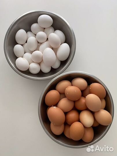 Яйцо домашнее
