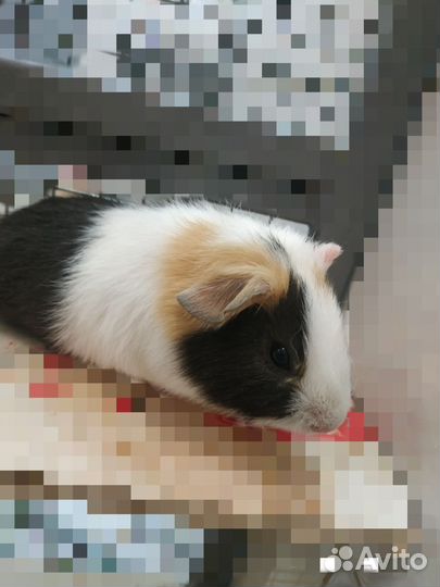 Морские свинки