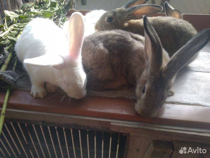 Молодняк кролики