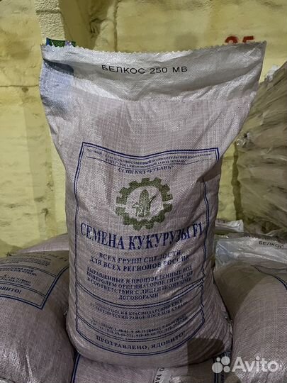 Семена кукурузы