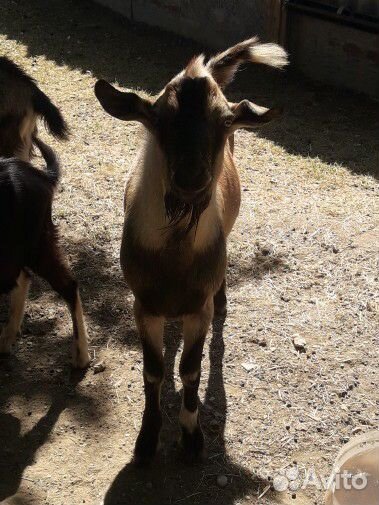 Козел на племя