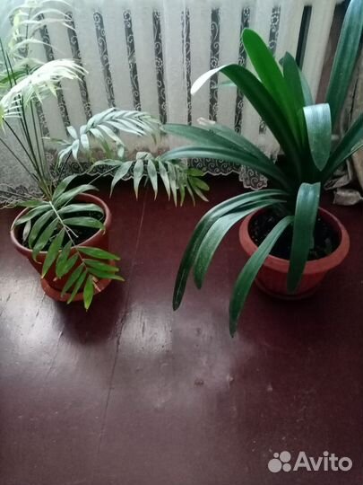 Цветы комнатные