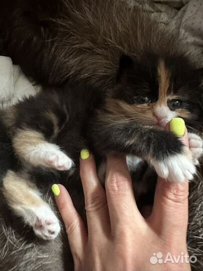 Котенок в добрые руки