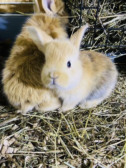 Карликовые крольчата