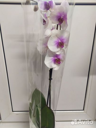 Орхидея фаленопсис