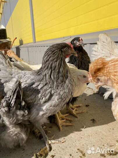 Куры Молодки Несушки доставка
