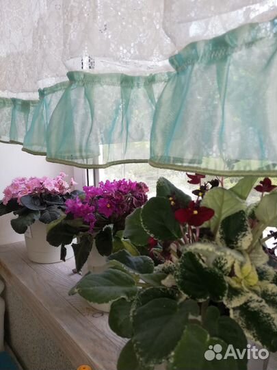 Комнатные растения