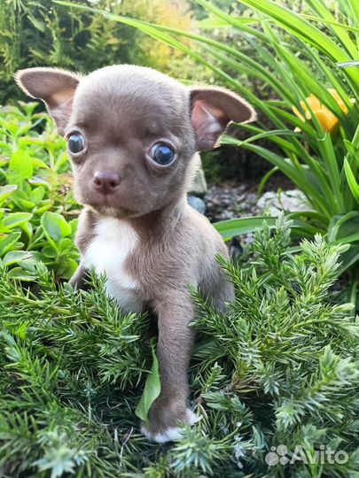 Веселые чихуашки