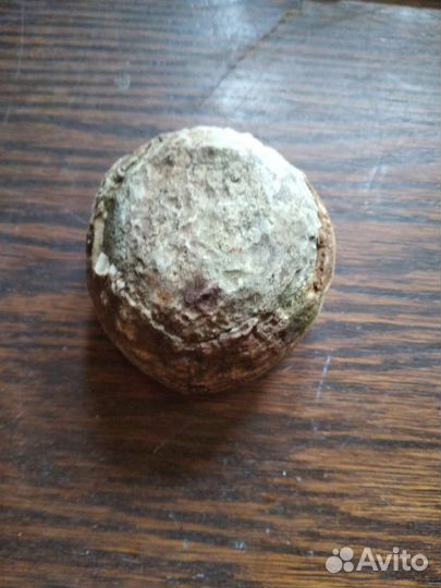 Окаменелый морской ёж