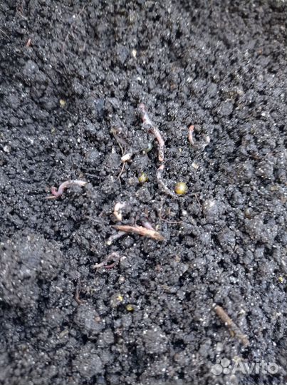 Малек дендробены