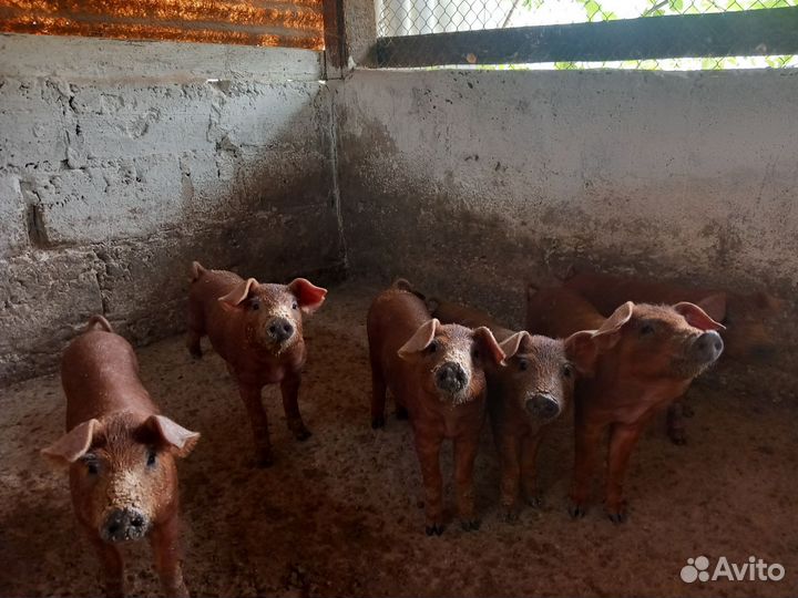 Поросята дюрок