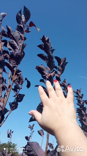 Декорация для озеленения