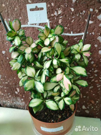 Хойя Heuschkeliana Variegata