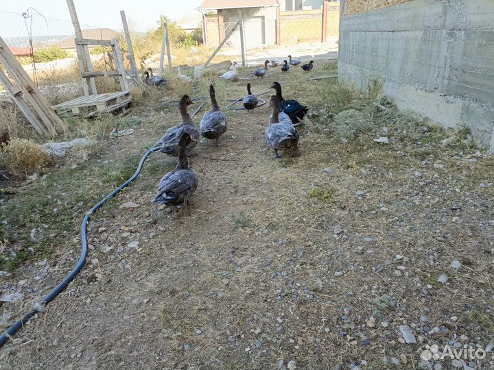 Мускусные утки тяжёлой линии