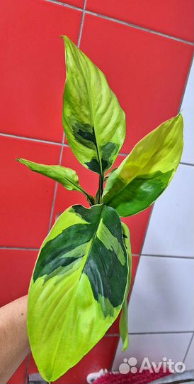 Спатифилум Волшебник