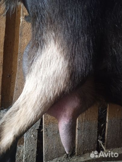 Молодая дойная коза