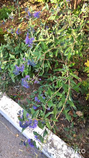 Кариоптерис многолетний цветущий куст