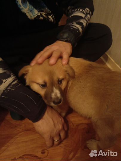 Щенок в добрые руки бесплатно